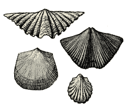 Image result for brachiopods